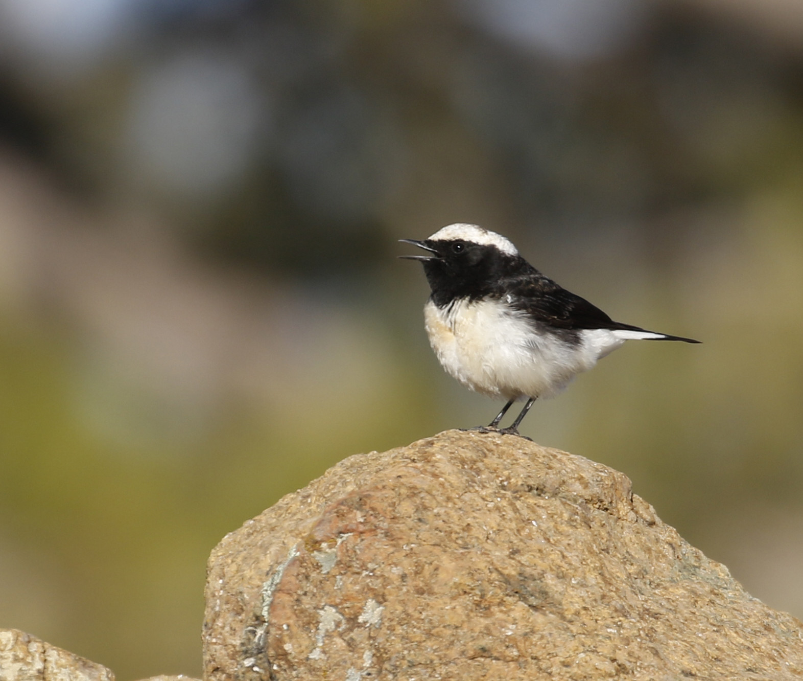image Cyprus Wheatear